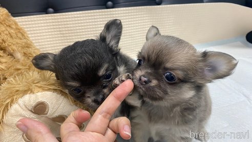 成約済の兵庫県のチワワ(ロングコート)-343438の2枚目